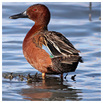 Cinnamon-Teal_Jeremy-Busby